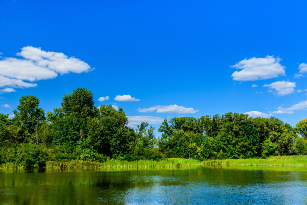 Florida waterfront on a sunny blue sky day, with marsh and trees lining the banks