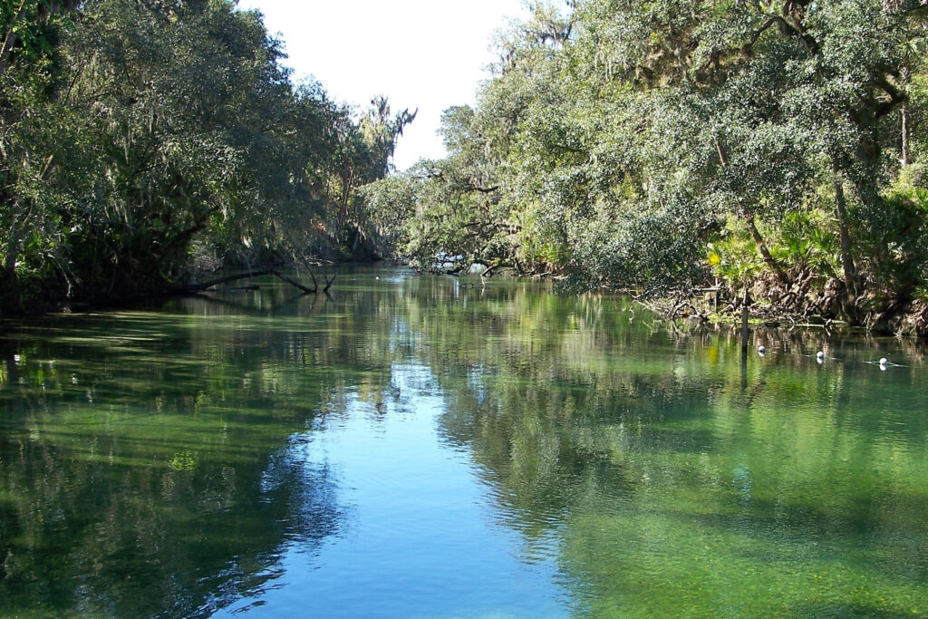 Wide Florida river on a sunny day with trees lining the banks